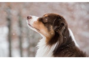 Трещины на лапках, обморожение, отит. Как защитить питомцев от зимней стужи