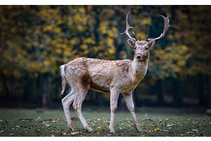 Ответы в правилах