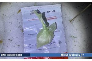 В столице задержаны наркокурьеры — минчанин и жительница Молодечно