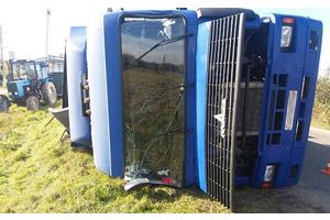 Под Молодечно перевернулся грузовик со свиньями. Часть животных погибла
