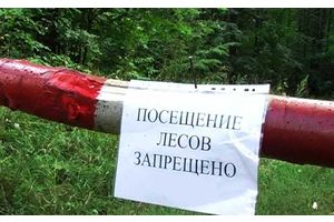 В Молодечненском районе в связи с пожароопасностью запрещено посещать леса