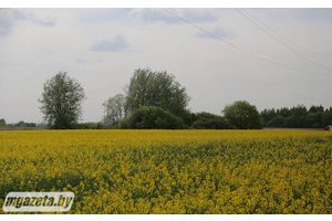 Усе работы важныя, усе спецыялісты патрэбныя