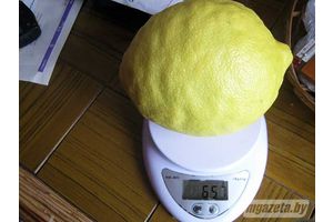 Гигантский лимон вырос в Молодечно