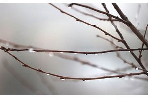 До +5°C и порывистый ветер прогнозируются сегодня в Беларуси