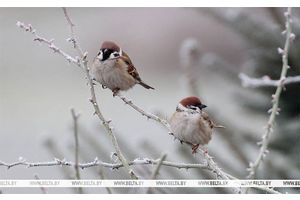 Туман, гололед и до +9°C будет сегодня в Беларуси