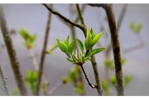 Сотка удачи. Полезные советы для садоводов и огородников