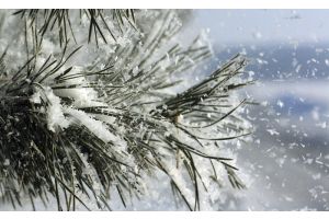 Сильный снег ожидается днем 23 ноября в Беларуси