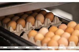 Производство сельхозпродукции в Беларуси в январе-марте увеличилось на 2,6%