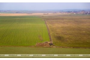 Белгидромет: в связи с понижением температуры воздуха развитие озимых зерновых культур замедлится