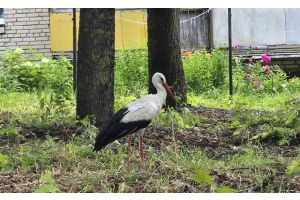 В Городилово спасли аиста, повредившего крыло