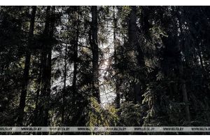 Ограничения на посещение лесов действуют во всех областях Беларуси