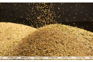 Белорусские аграрии намолотили более 10,9 млн тонн зерна с учетом рапса и кукурузы