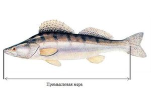 Промысловая мера!