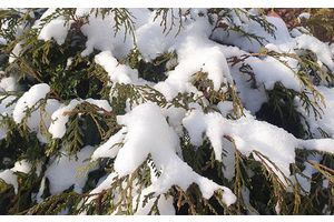 До -29°С и гололедица прогнозируется в Беларуси 8 января