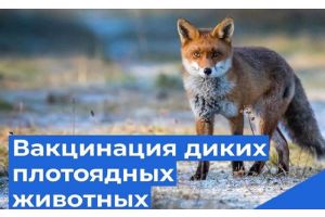 С 18 апреля на территории Беларуси проводится оральная иммунизация диких плотоядных животных