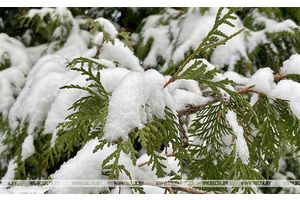 До минус -11°С, туман и снег ожидаются в Беларуси 9 декабря