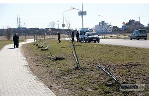 В Молодечно неизвестные уничтожили 26 саженцев липы. Требуются свидетели