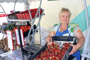 В Молодечненском районе заготавливают клубнику
