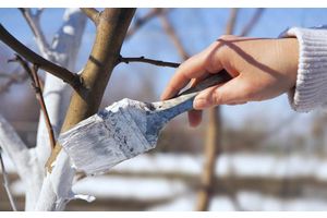 Сотка удачи. Полезные советы для садоводов и огородников