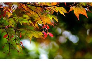 До +10°С ожидается сегодня в Беларуси