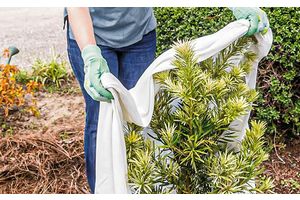 Сотка удачи. Полезные советы для садоводов и огородников