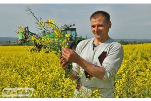 Рэнтабельны рапс і віды на корманарыхтоўку