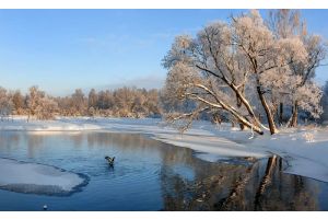 Поможем рыбе глубже дышать