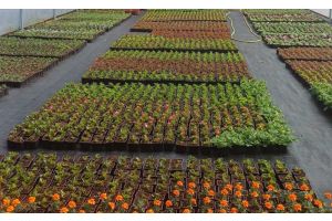 Страсть к цветам и прогноз к 8 Марта