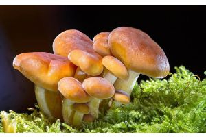 Будьте внимательны! Радиация и лесная продукция