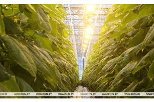 В Беларуси разрабатывают светодиодные светильники, которые позволят извлечь больше антиоксидантов из растений