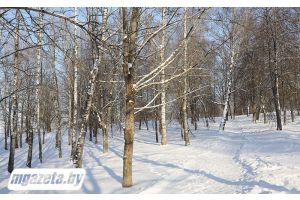 Мокрый снег и гололедица. Синоптики о погоде на сегодня