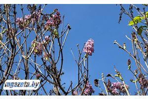 Удивительное чудо природы