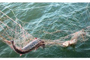Сети для браконьеров