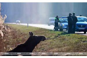 Три человека пострадали за сутки в ДТП с дикими животными в Минской области