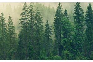 В милиции напомнили об опасности похода в лес и рассказали, что делать, если заблудились