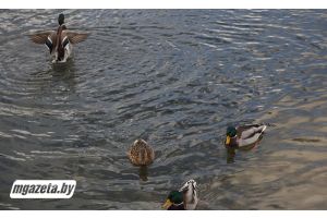 Дождливо и облачно. Какой будет погода в Беларуси 16 октября