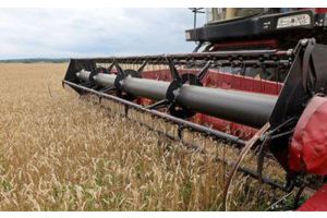 Более 9,7 млн тонн зерна с рапсом и кукурузой намолочено в Беларуси