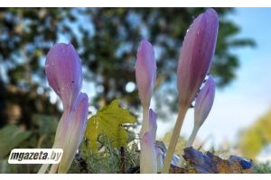 Без осадков и до +12°С будет сегодня в Беларуси