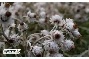 Преимущественно без осадков и до +11°С ожидается 20 октября