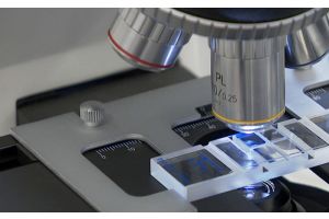 К разработке уникальной клеточной терапии приступили ученые Беларуси и России