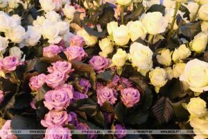 Минский парниково-тепличный комбинат к 8 Марта вырастит более 200 тысяч тюльпанов и около 60 тысяч роз