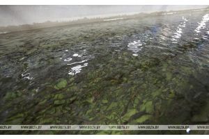 Рыбный холдинг планируют создать в Могилевской области