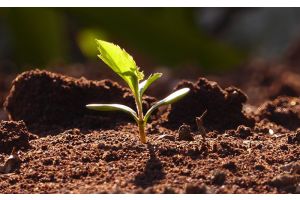 На пороге нового сезона: секрет хорошего урожая