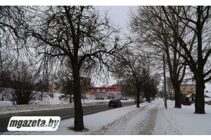 Провода на ветвях: когда ждать санитарной обрезки деревьев?