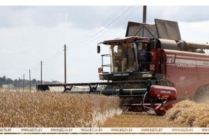 В Беларуси намолочено 10,4 млн тонн зерна с учетом рапса и кукурузы