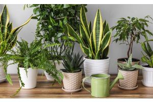 Уделим внимание цветам в вазонах