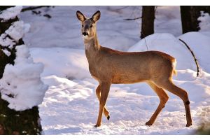 Участник ДТП – косуля