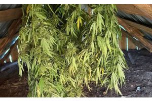 В Молодечно выявлен «садовод»