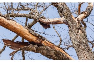 Опасные деревья: кто отвечает за их спил?