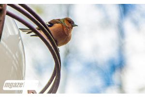 Где в Беларуси сегодня термометры покажут +16°С, рассказали синоптики